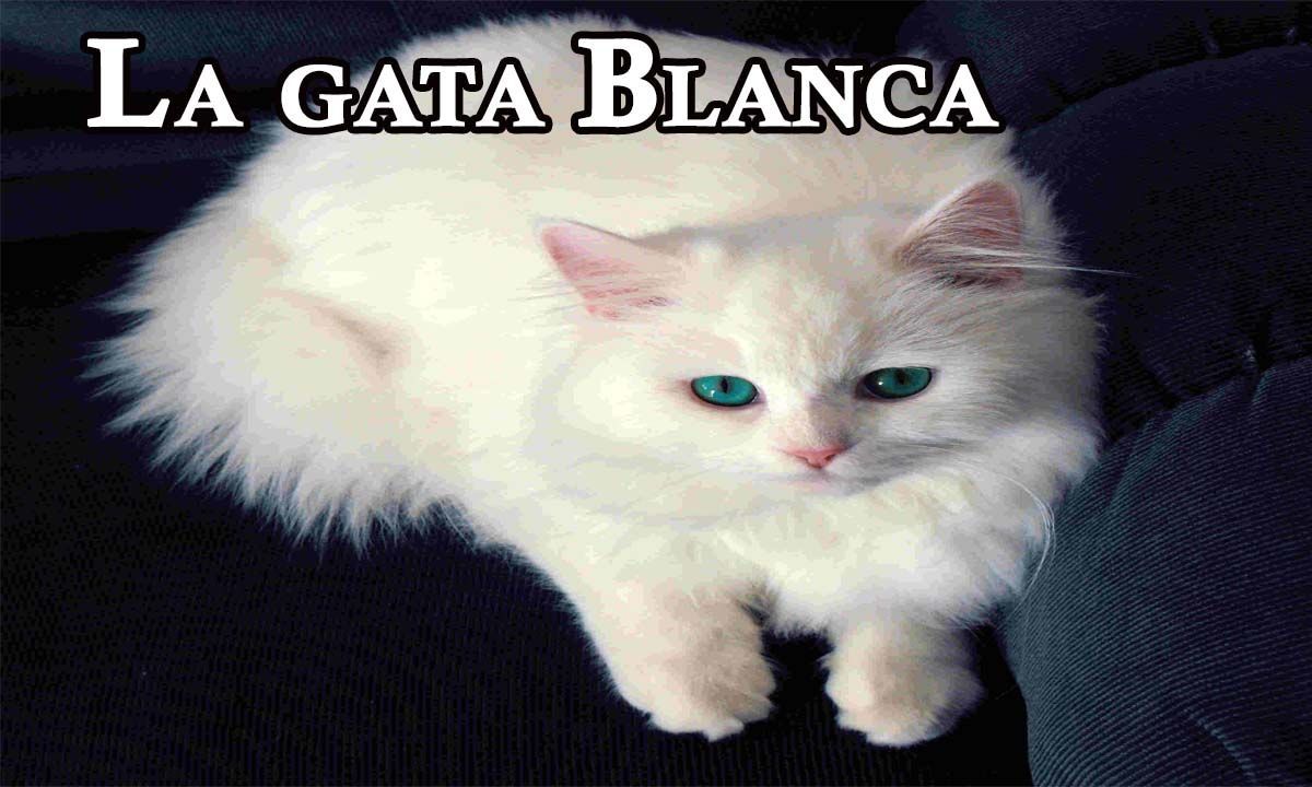 La Gata Blanca